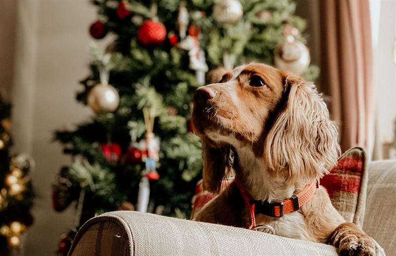 Monet joulupöydän antimista ovat koiralle sopimattomia